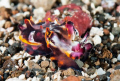   Part 2. Flamboyant cuddlefish just after strike. Shrimp caught. strike caught  